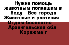 Нужна помощь животным попавшим в беду - Все города Животные и растения » Отдам бесплатно   . Архангельская обл.,Коряжма г.